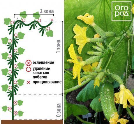 Схема подкормки огурцов